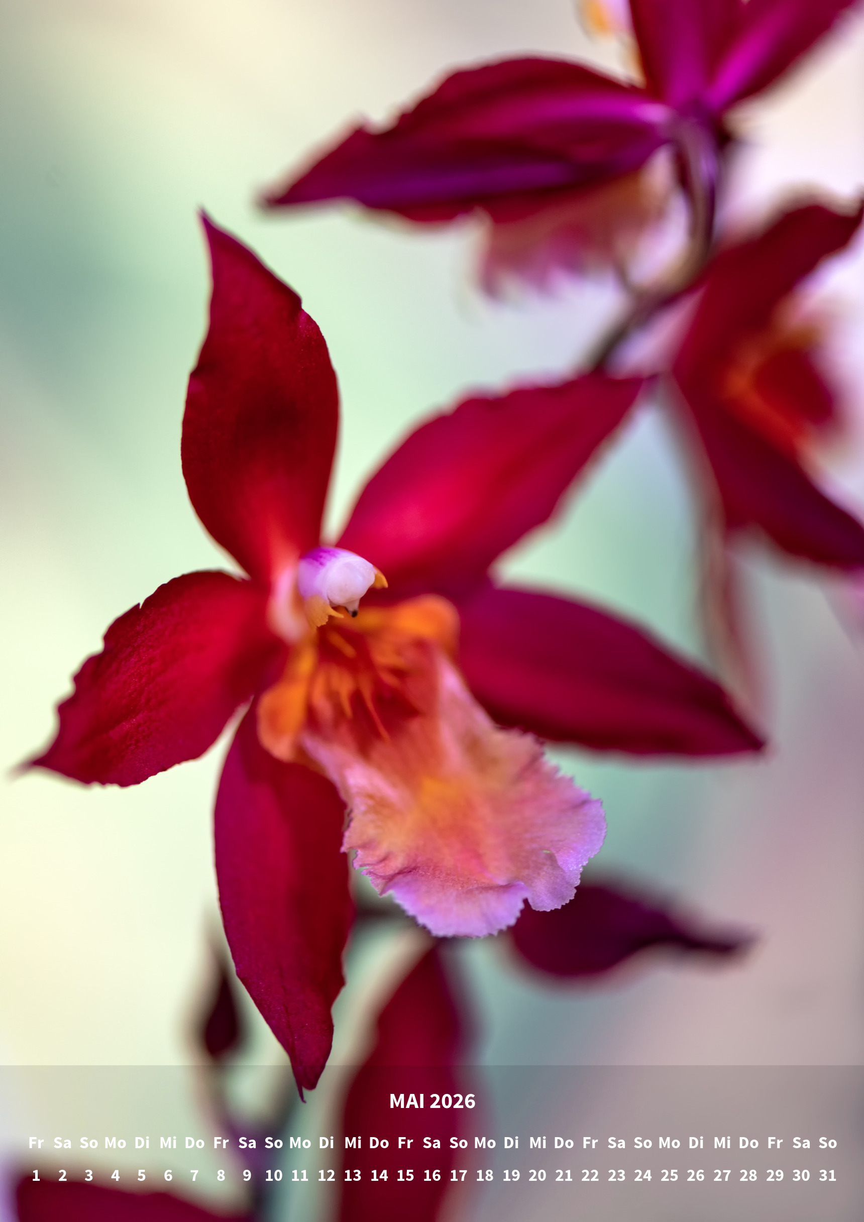 raxxa Premium-Monatskalender Orchideen 2026 - Imagen 7