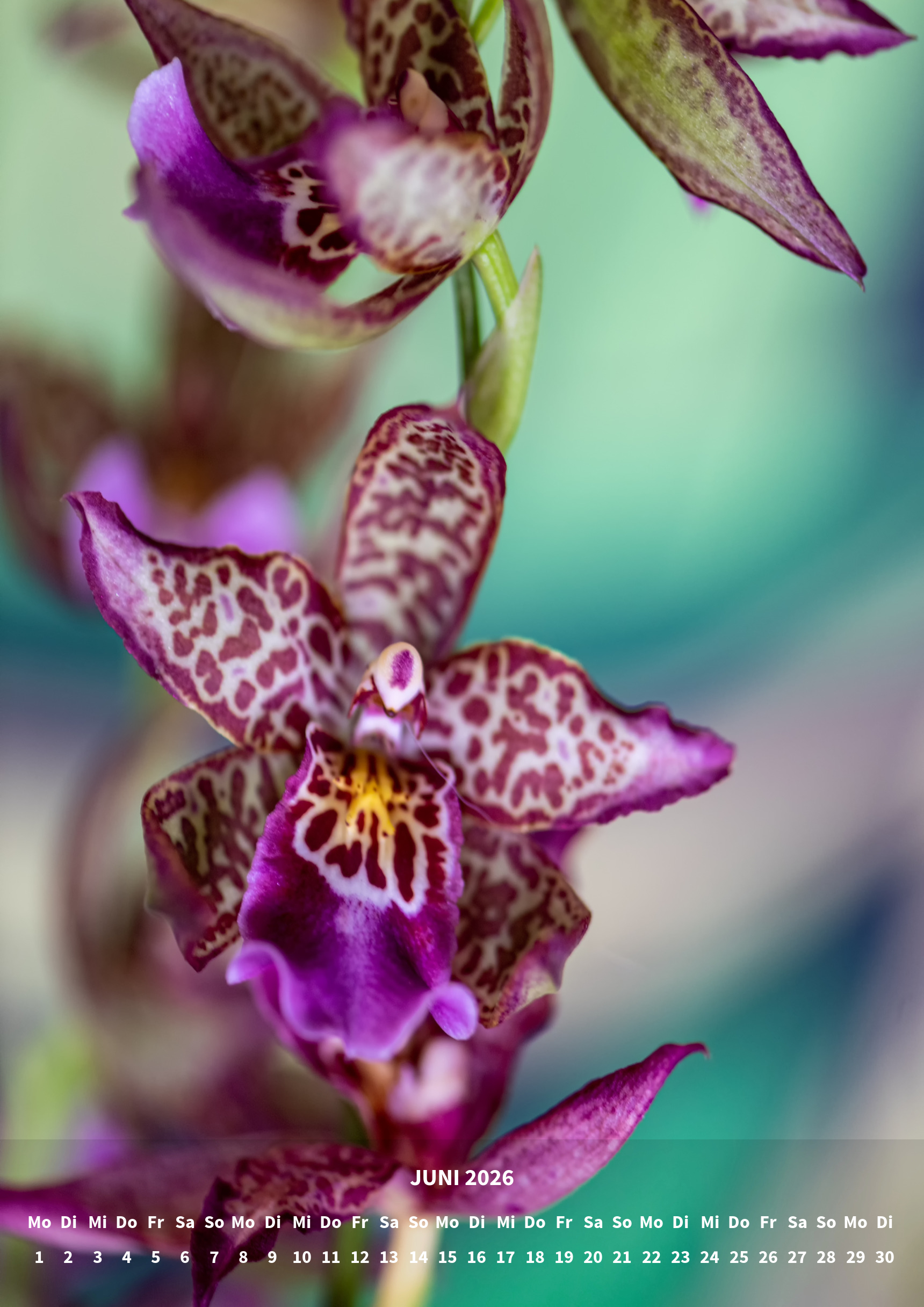 raxxa Premium-Monatskalender Orchideen 2026 - Imagen 8