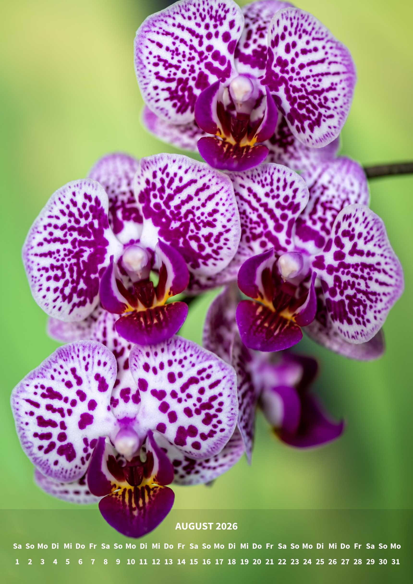 raxxa Premium-Monatskalender Orchideen 2026 - Imagen 10
