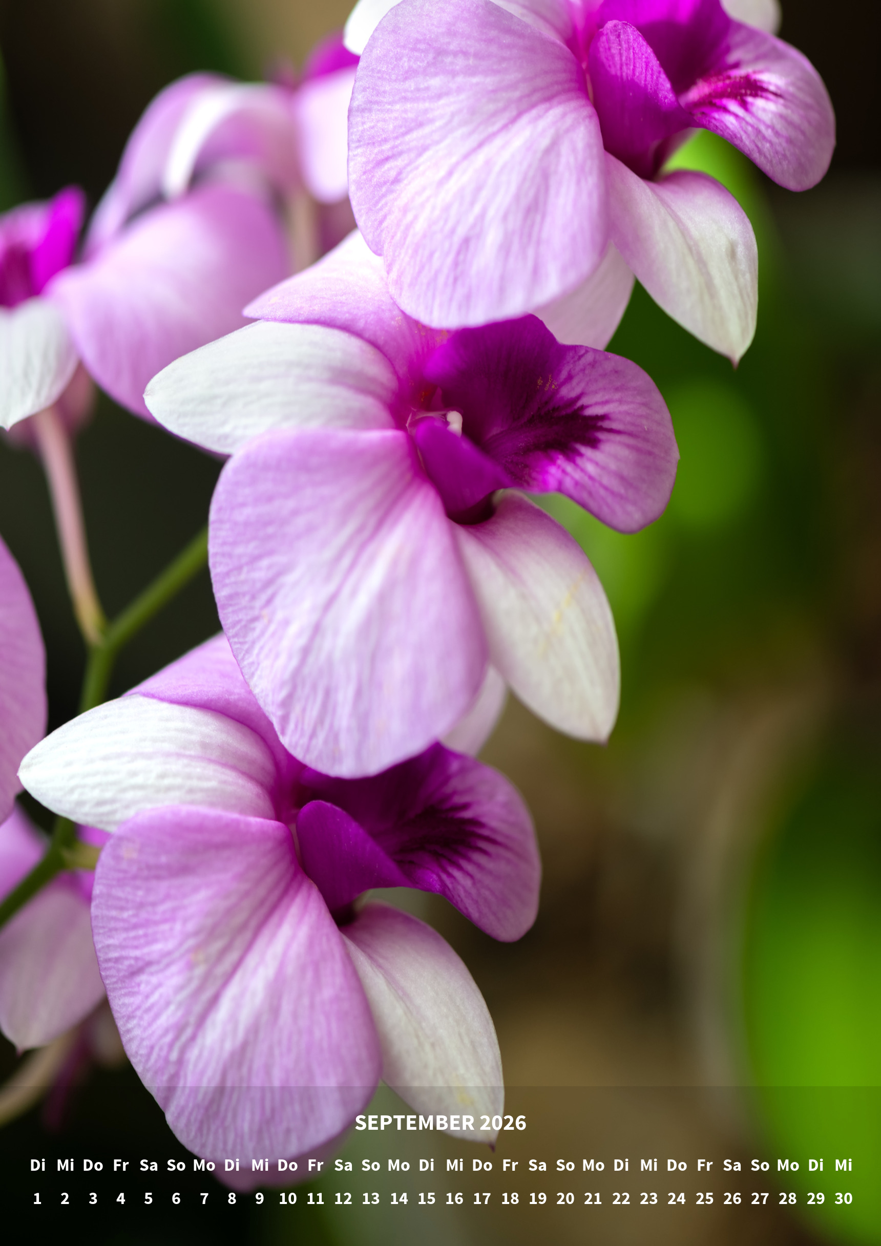 raxxa Premium-Monatskalender Orchideen 2026 - Imagen 11