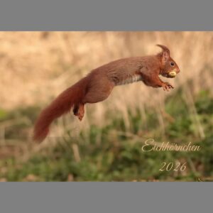 raxxa Premium-Monatskalender Eichhörnchen 2026