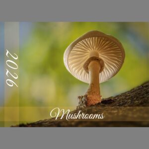raxxa Premium-Monatskalender Mushrooms 2026