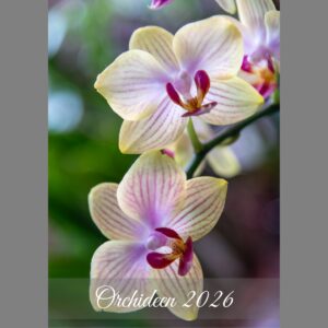 raxxa Premium-Monatskalender Orchideen 2026