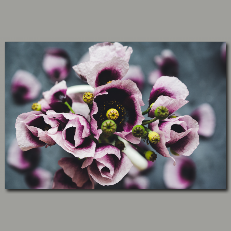 Poster: Poppy flowers - Image 2