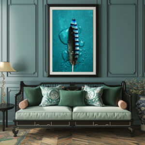 Poster: Blue Jay feather