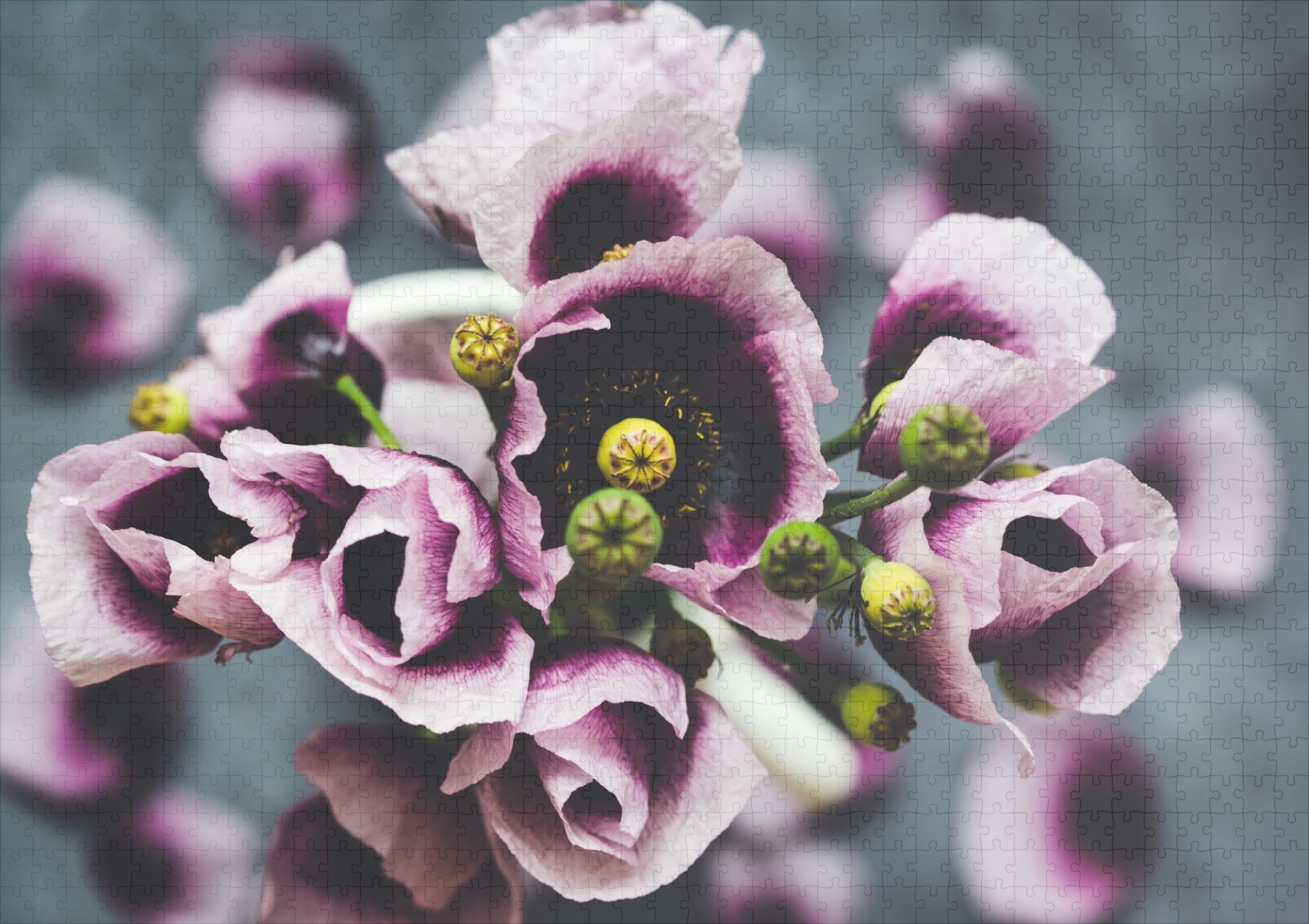 raxxa Premium-Puzzle: Poppy flowers - Imagen 2