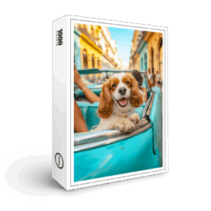 raxxa Premium-Puzzle: King Charles Cocker Spaniel in Cuba