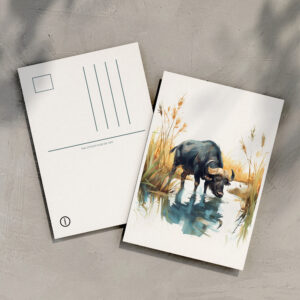 raxxa Postkarte: African Buffalo at Water’s Edge