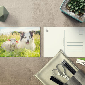 raxxa Postkarte: Shepherd Dog and Sheep Resting Together in Meadow
