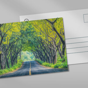 raxxa Postkarte: Road Through Dense Tree Alley