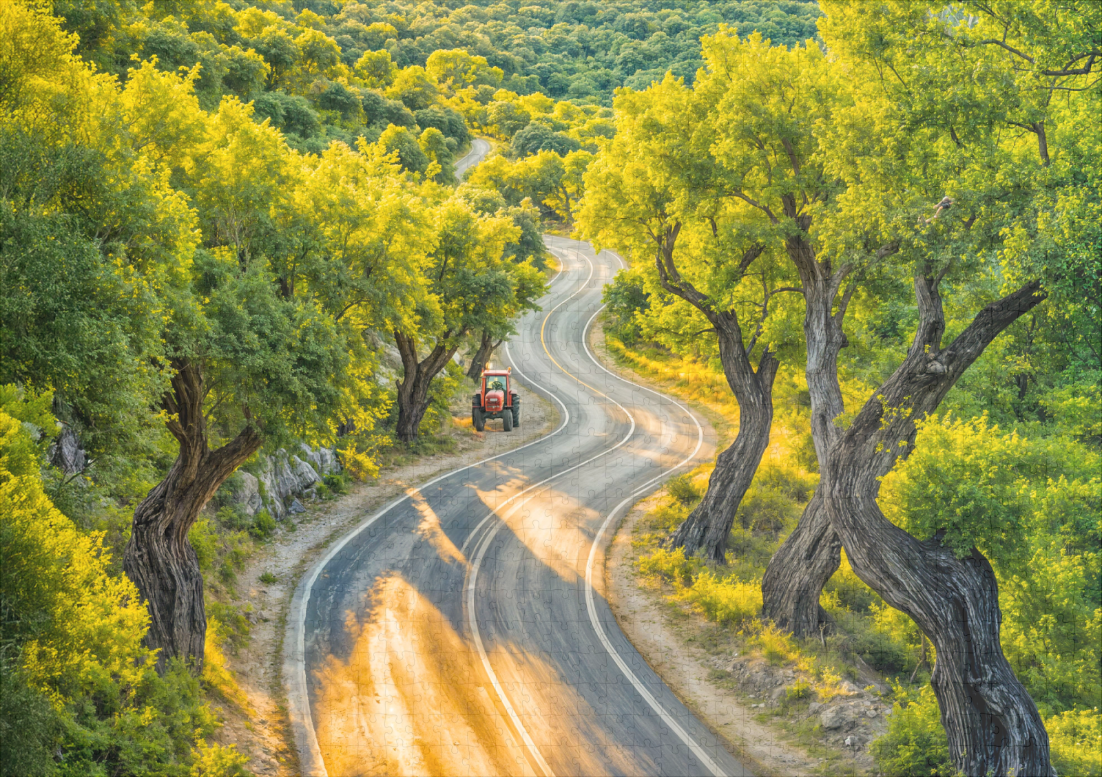 raxxa Premium-Puzzle: Olive Grove with Old Tractor at Evening Road – Bild 2