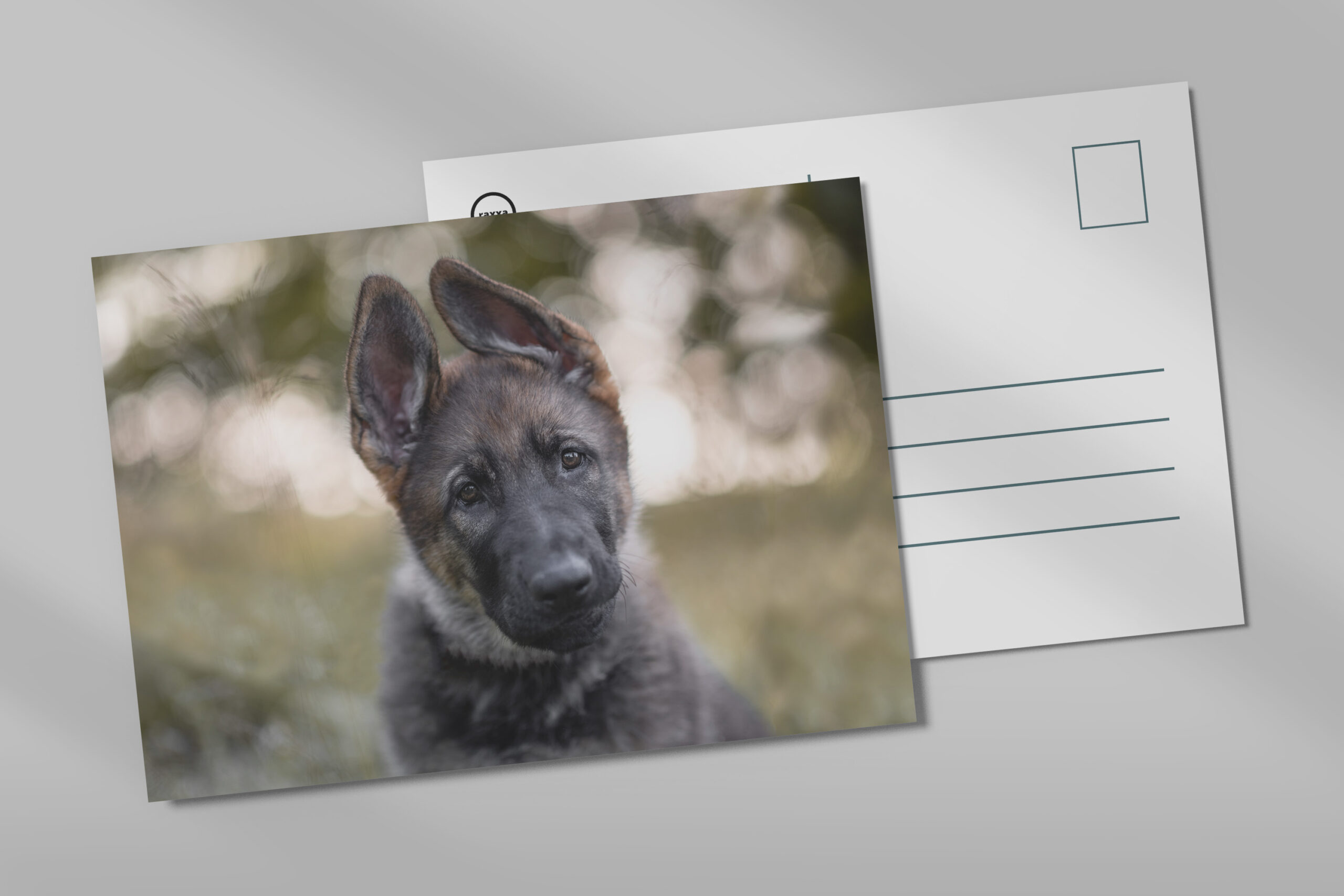 raxxa Postkarte: Lotte