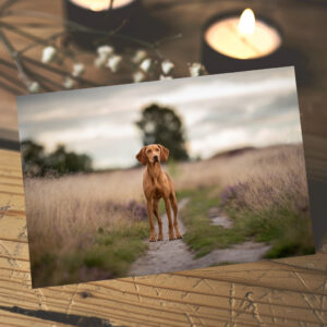 raxxa Postkarte: Magyar Vizslar