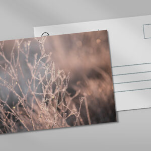 raxxa Postkarte: Frost