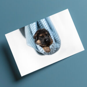 raxxa Postkarte: Schäferhundwelpe