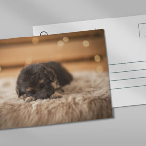 raxxa Postkarte: Sleeping puppy