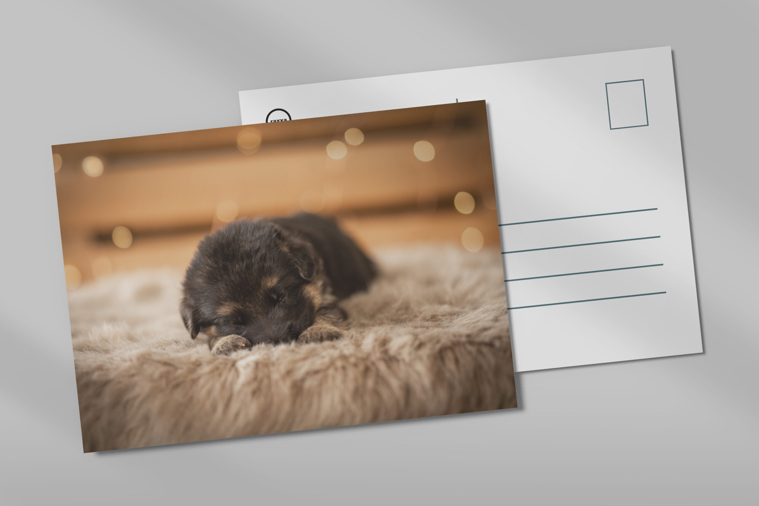raxxa Postkarte: Sleeping puppy