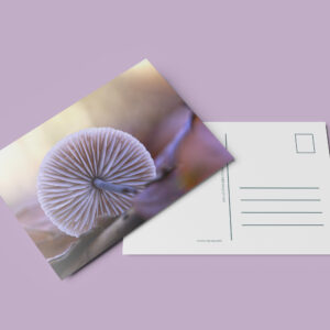 raxxa Postkarte: Pilzrad