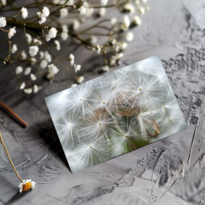 raxxa Postkarte: Pusteblume 001