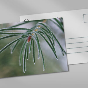 raxxa Postkarte: Eisige Nadeln