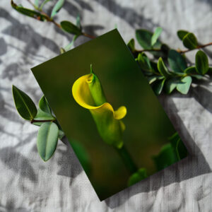 raxxa Postkarte: gelbe Calla #002