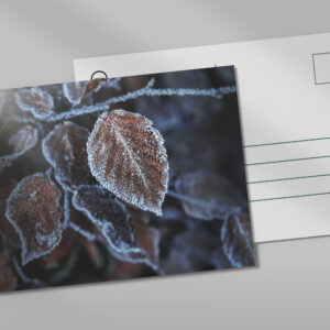 raxxa Postkarte: Buchenblatt mit Zuckerkruste