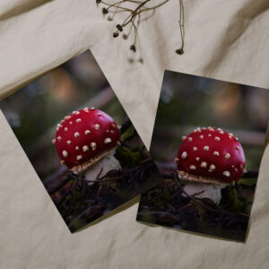 raxxa Postkarte: Fliegenpilz