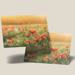 raxxa Postkarte: Mohnfeld