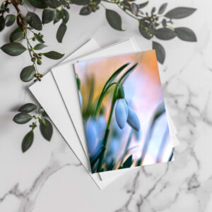 raxxa Postkarte: Schneeglöckchen 3