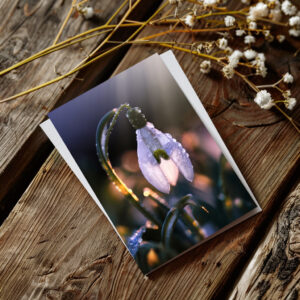 raxxa Postkarte: Schneeglöckchen 4