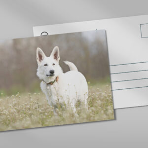raxxa Postkarte: Berger Blanc Suisse