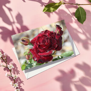 raxxa Postkarte: Tröpfchenrose