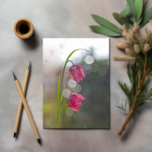 raxxa Postkarte: Kleine Schachbrettblume