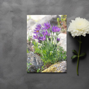 raxxa Postkarte: Kuhschellen