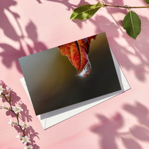 raxxa Postkarte: Die Sonne im kleinen Tropfen