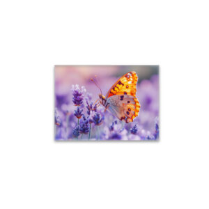 raxxa Glas-Magnet: Schmetterling im Licht des Lavendels