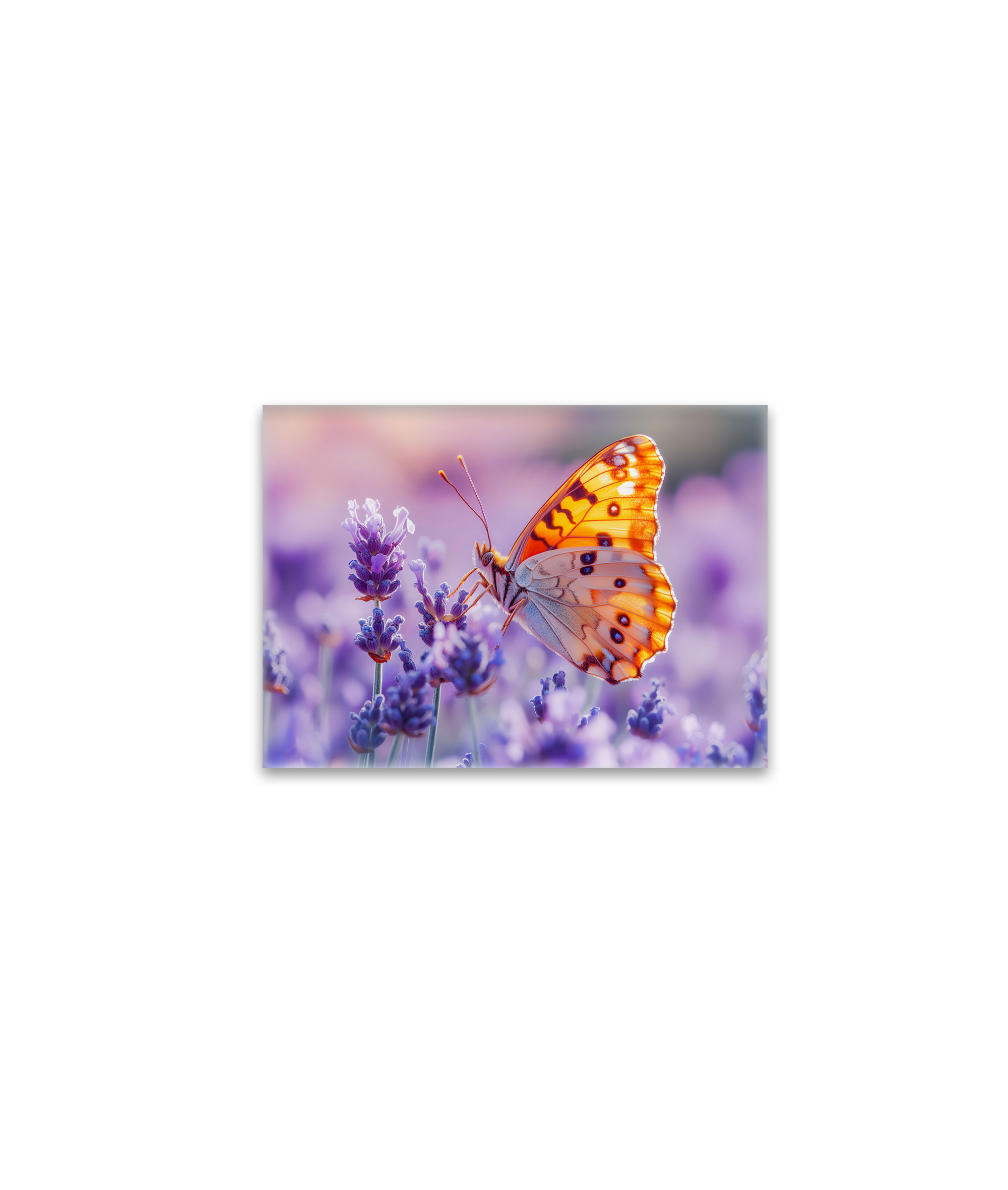 raxxa Glas-Magnet: Schmetterling im Licht des Lavendels