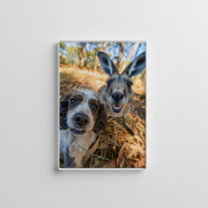 raxxa Glas-Magnet: King Charles Cocker Spaniel Takes Selfies in Australia with kangaroo