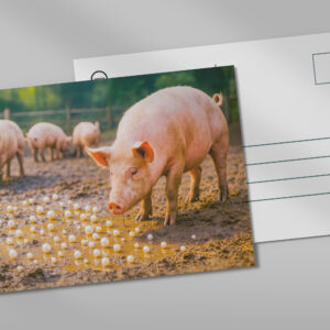 raxxa Postkarte: Pearls Before Swine in Muddy Pen