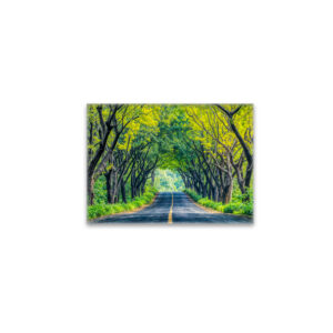 raxxa Glas-Magnet: Road Through Dense Tree Alley