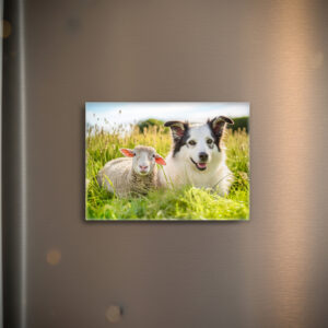 raxxa Glas-Magnet: Shepherd Dog and Sheep Resting Together in Meadow