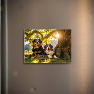 raxxa Glas-Magnet: Two Bernese Mountain Dogs Resting Together