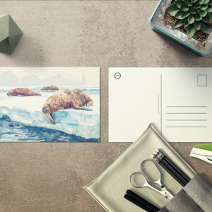 raxxa Postkarte: Walruses Resting on Arctic Ice