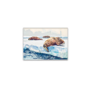 raxxa Glas-Magnet: Walruses Resting on Arctic Ice
