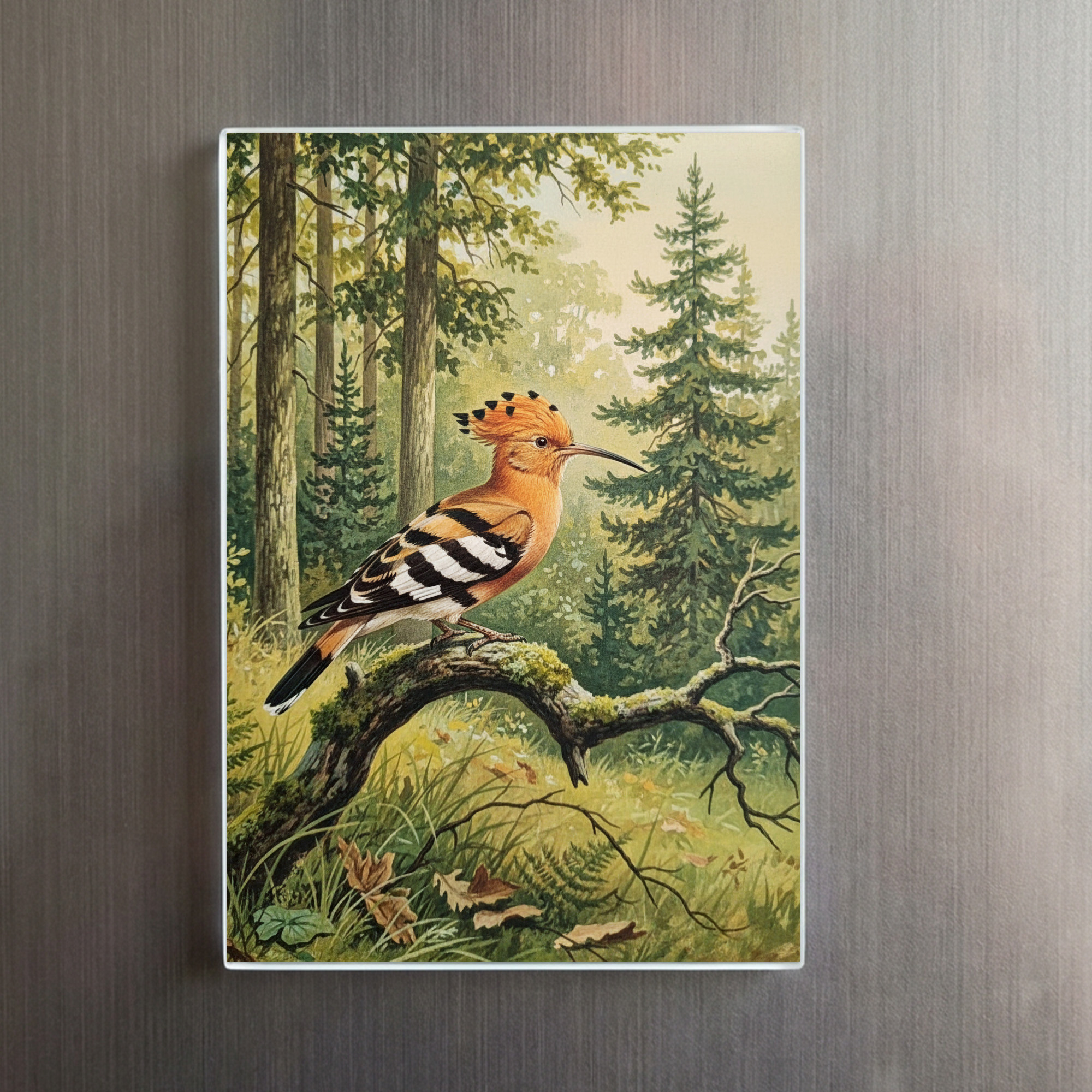 raxxa Glas-Magnet: Wiedehopf - europäischer Vogel - immagine 2