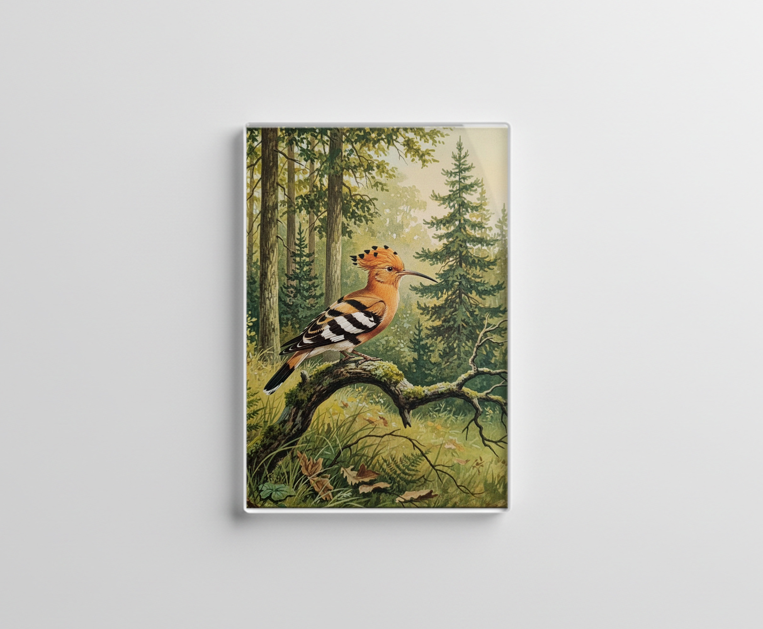raxxa Glas-Magnet: Wiedehopf - europäischer Vogel
