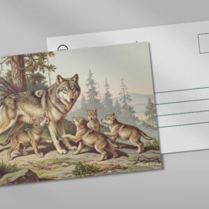 raxxa Postkarte: Wolf mit Jungtieren