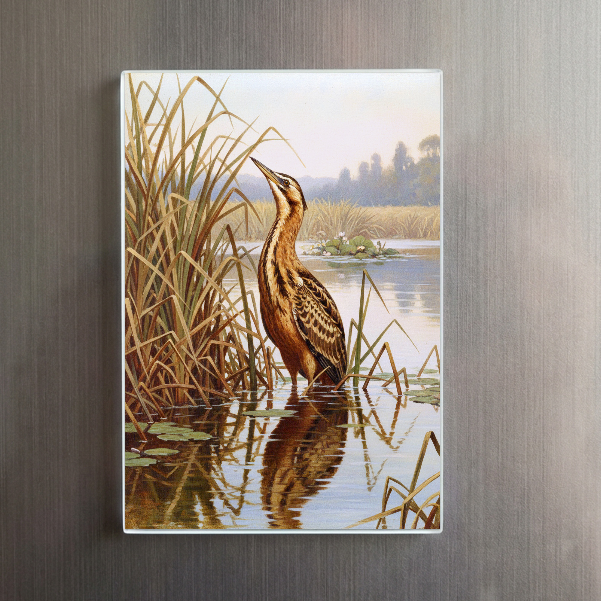 raxxa Glas-Magnet: Rohrdommel - europäischer Vogel – Bild 2