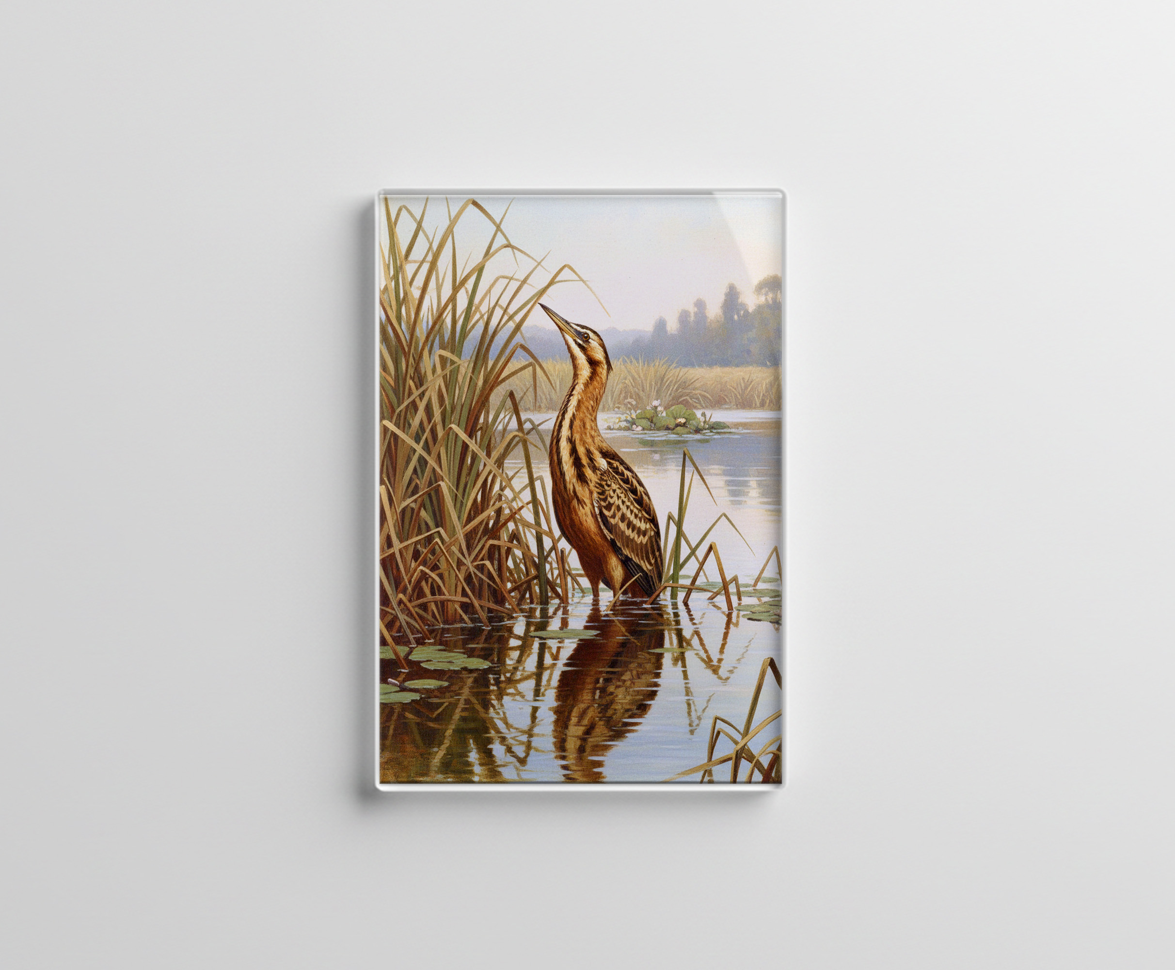 raxxa Glas-Magnet: Rohrdommel - europäischer Vogel