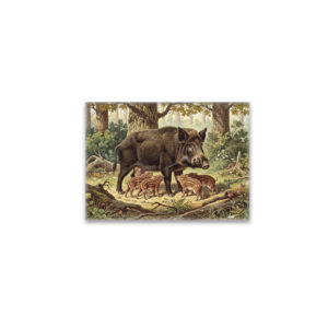 raxxa Glas-Magnet: Wildschwein mit Jungtier